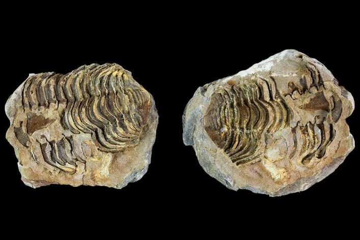 Fossil Calymene Trilobite Nodule - Morocco #106628